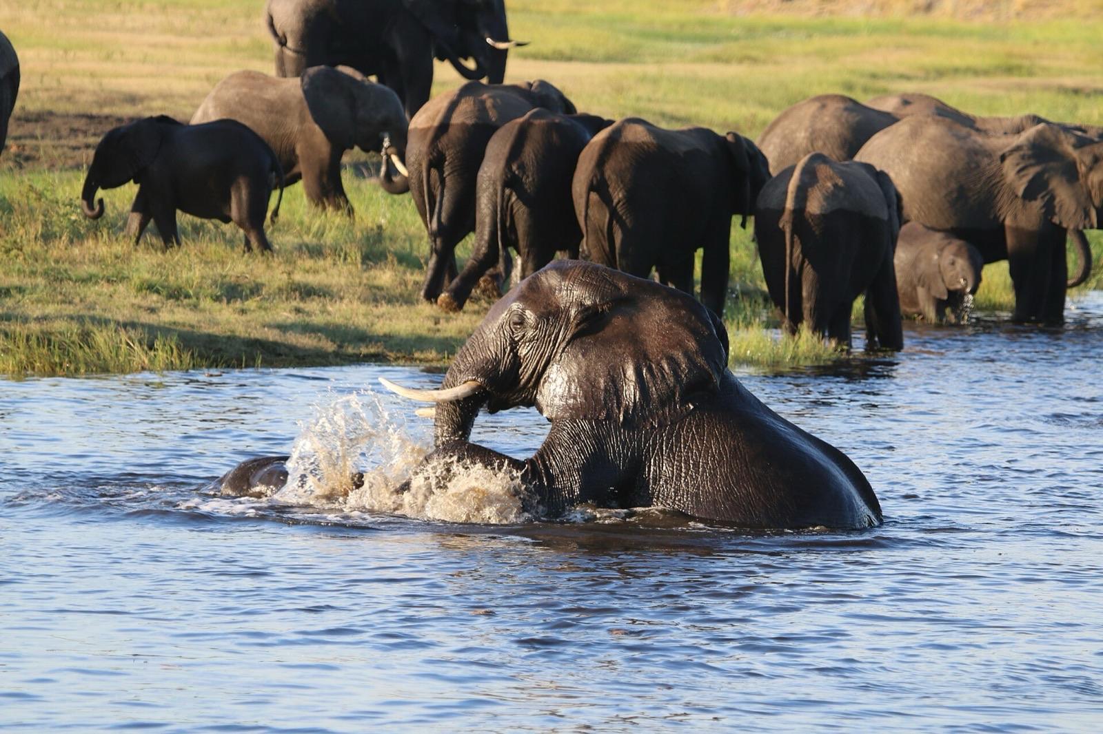 Chobe, Botswana