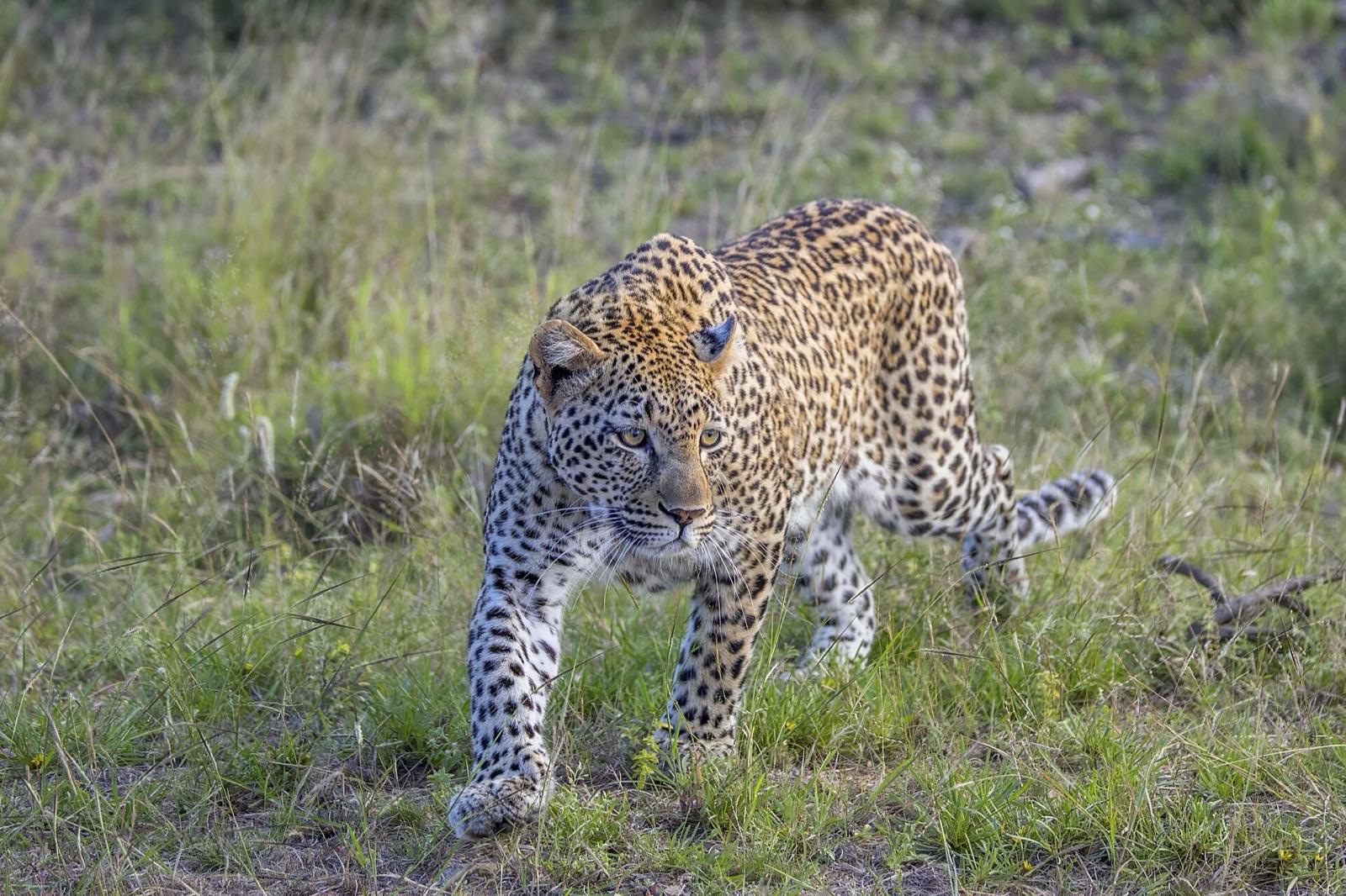 Kruger & Sabi Sands, South Africa