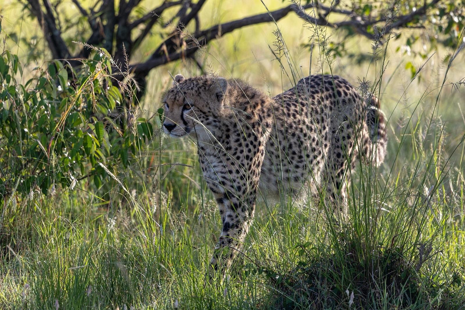 Masai Mara, Kenya